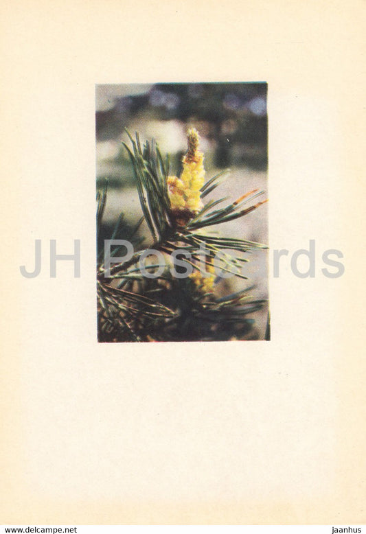 European red pine - Pinus sylvestris - plants - Latvia USSR - unused - JH Postcards