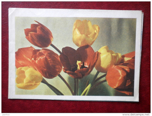 telegram - yellow and red tulips - flowers - 1970 - Russia USSR - used - JH Postcards