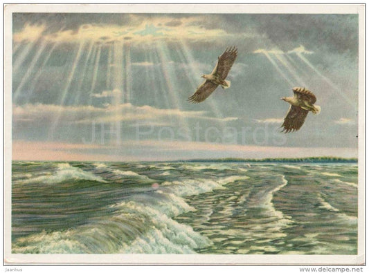 Sea Eagles - birds - 2845 - old postcard - Russia - unused - JH Postcards