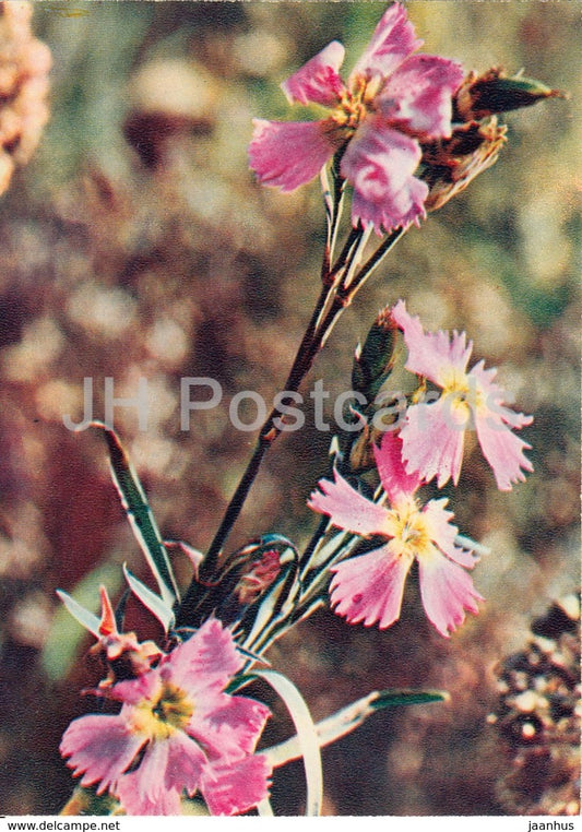 Multi-colored clove - Wild Flowers - 1971 - Russia USSR - unused - JH Postcards