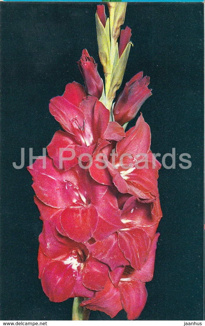 Chapayev - Gladiolus - Flowers - 1974 - Russia USSR - unused - JH Postcards