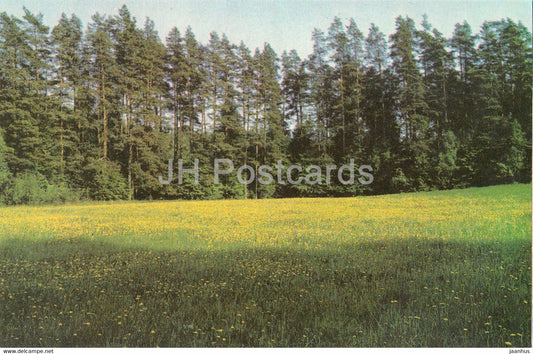 Latvian Nature - Pine Forest of Kaunamuiza in Tervete - 1976 - Latvia USSR - unused - JH Postcards