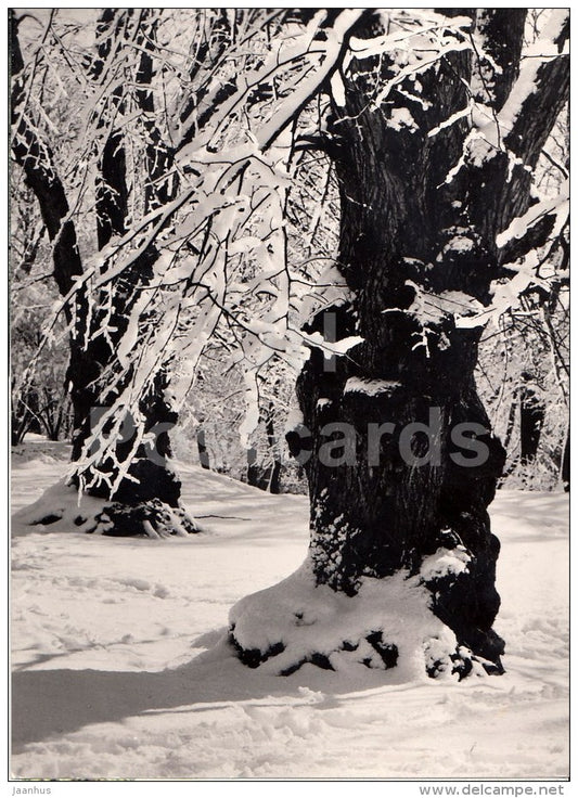 Winter View - forest - 1967 - Estonia USSR - used - JH Postcards