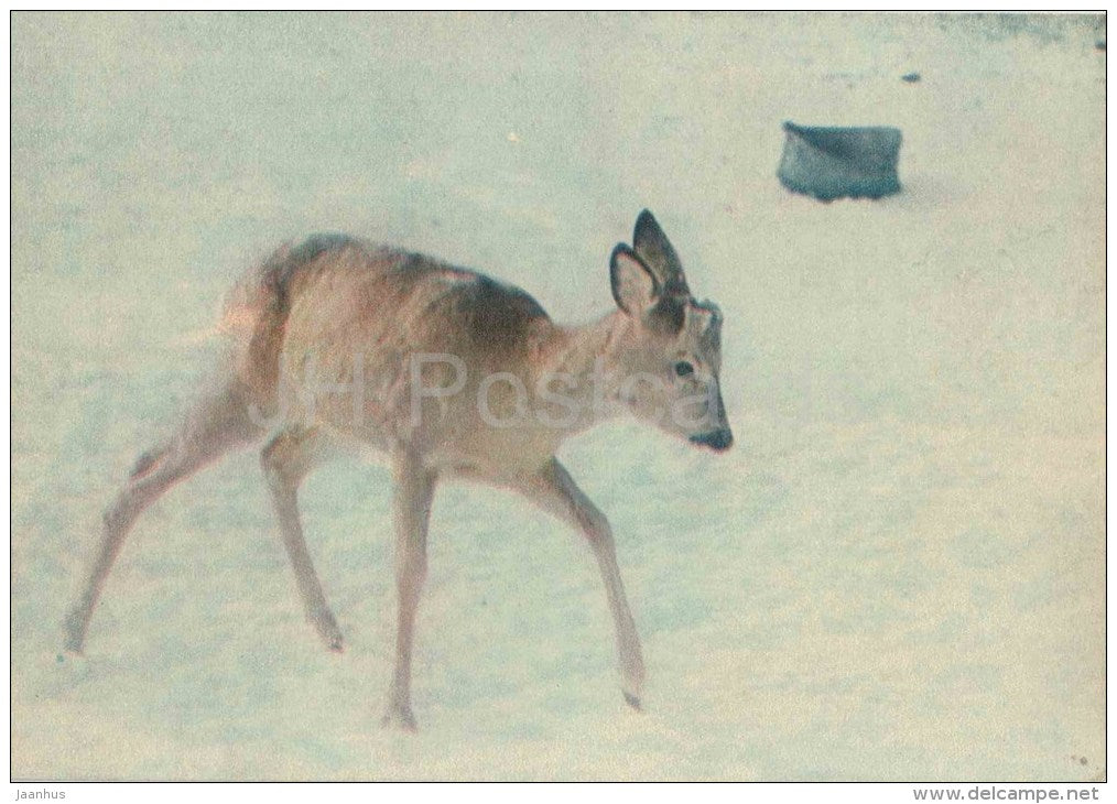 Roe deer - 1 - Capreolus capreolus - animals - postcard on thin paper - Riga Zoo - Latvia USSR - unused - JH Postcards