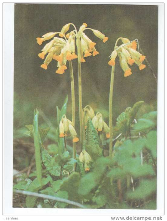 Cowslip - Primula veris - Spring Flowers - 1986 - Estonia USSR - unused - JH Postcards