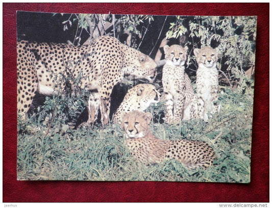 Cheetah - Acinonyx jubatus - animals - 1988 - Russia - USSR - unused - JH Postcards