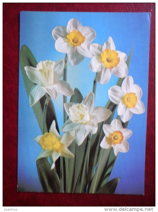 Greeting Card - narcissus - flowers - 1984 - Russia USSR - used - JH Postcards