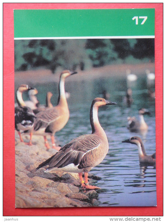 Swan goose , Anser cygnoides - Moscow Zoo Birds - 1988 - Russia USSR - unused - JH Postcards