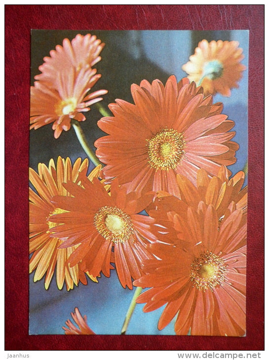 gerberas - flowers - 1982 - Estonia USSR - unused - JH Postcards