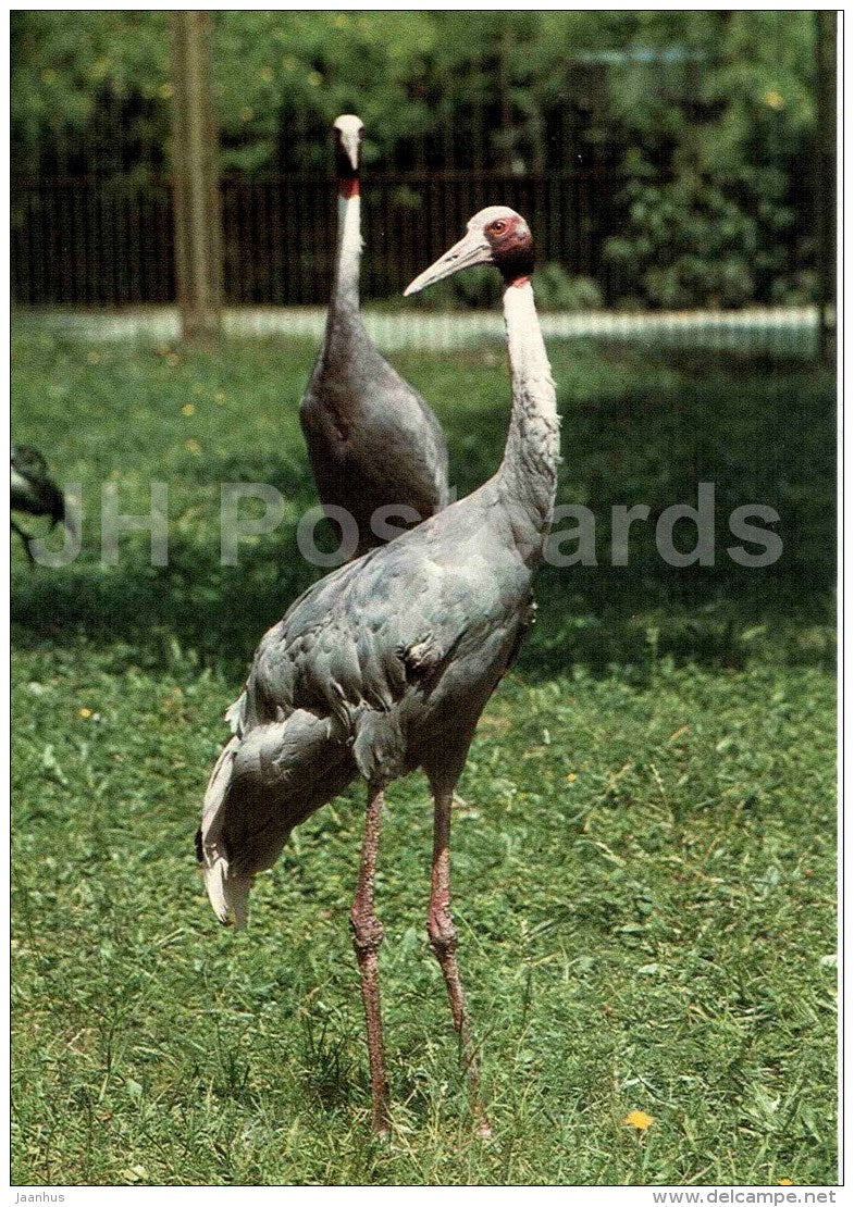 Sarus crane - Grus antigone - bird - Zoo Animals - Czehoslovakia - unused - JH Postcards