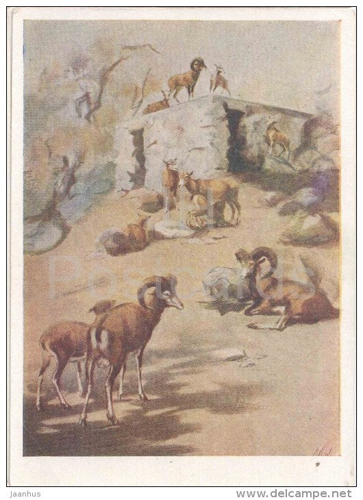 painting by L. Hinstein - Mouflon - animals - russian art - unused - JH Postcards