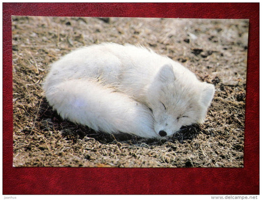 Arctic Fox - Vulpes lagopus - animals - 1985 - Russia - USSR - unused - JH Postcards