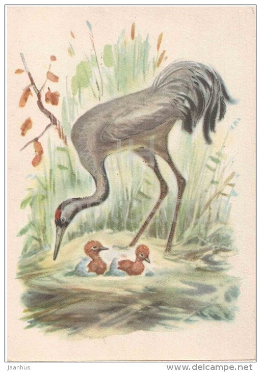 Crane - birds - 1957 - Russia USSR - unused - JH Postcards