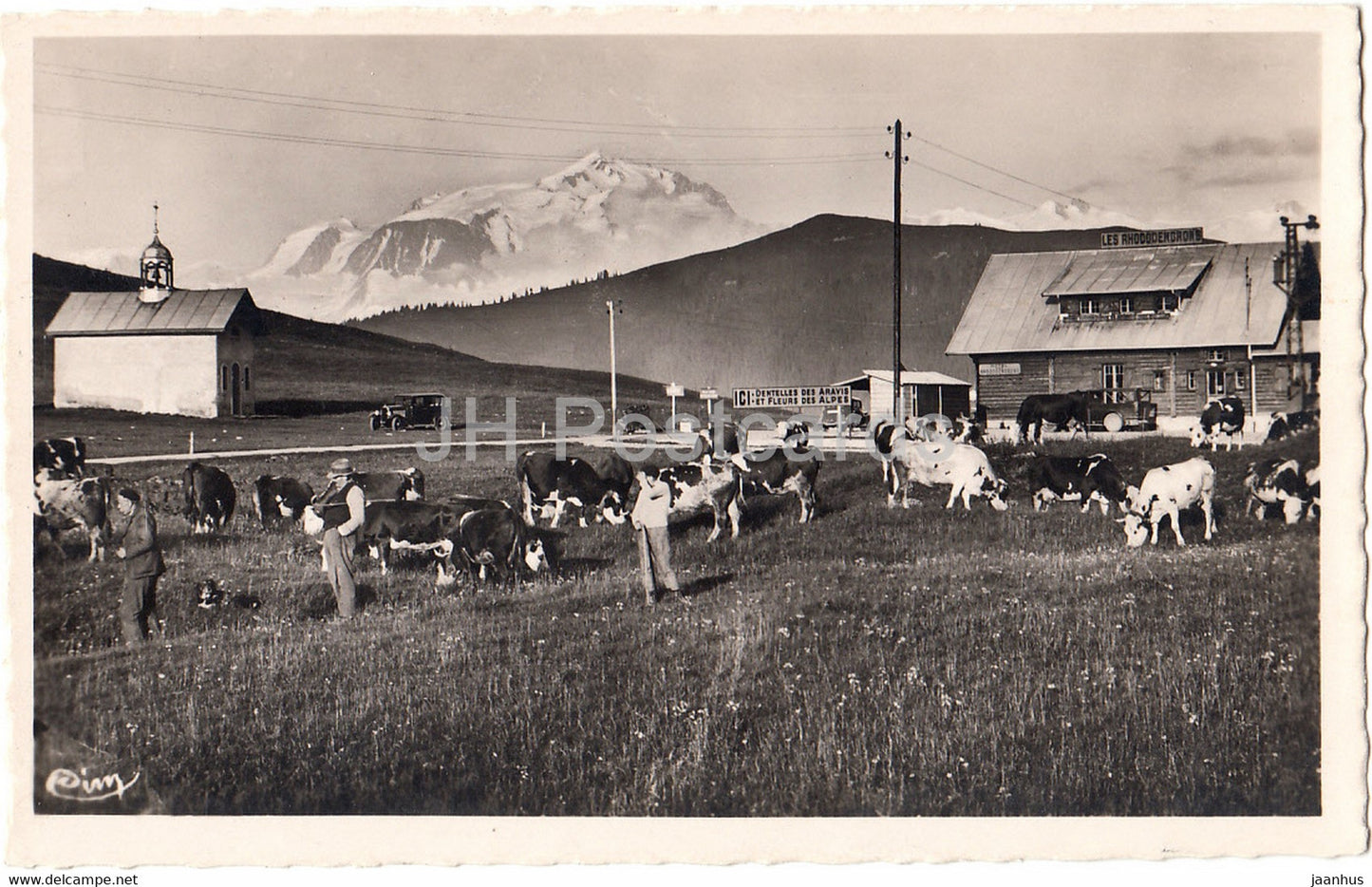 Col de Aravis - 1500 m - cow - old postcard - France - unused - JH Postcards