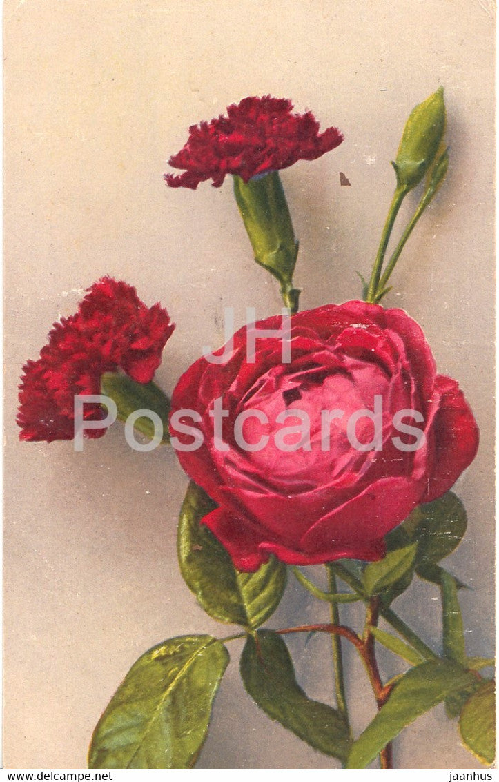 carnation - rose - flowers - illustration - NZC Serie 290 - old postcard - 1921 - used - JH Postcards