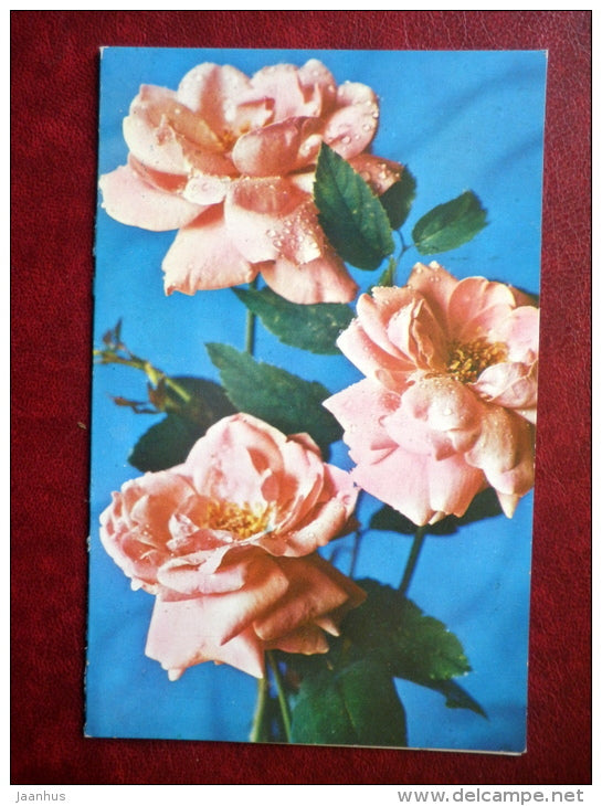 Greeting Card - roses - flowers - 1977 - Russia USSR - used - JH Postcards