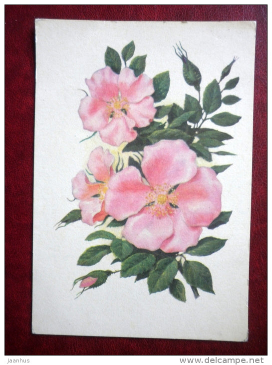 Greeting Card - by V. Kolganov - rose hip - flowers - 1972 - Russia USSR - used - JH Postcards