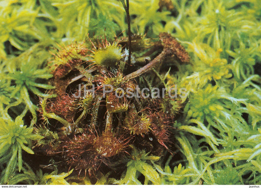 Round-leaved sundew - Drosera rotundifolia - Geschutzte Pflanzen - Protected plants - DDR Germany - unused - JH Postcards