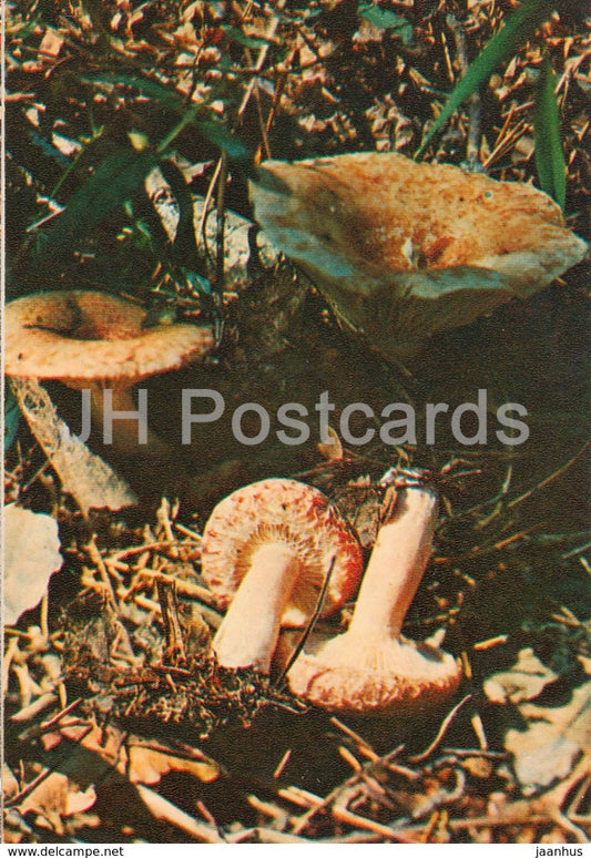 The woolly milkcap mushroom - Lactarius torminosus - Mushrooms - 1980 - Russia USSR - unused - JH Postcards