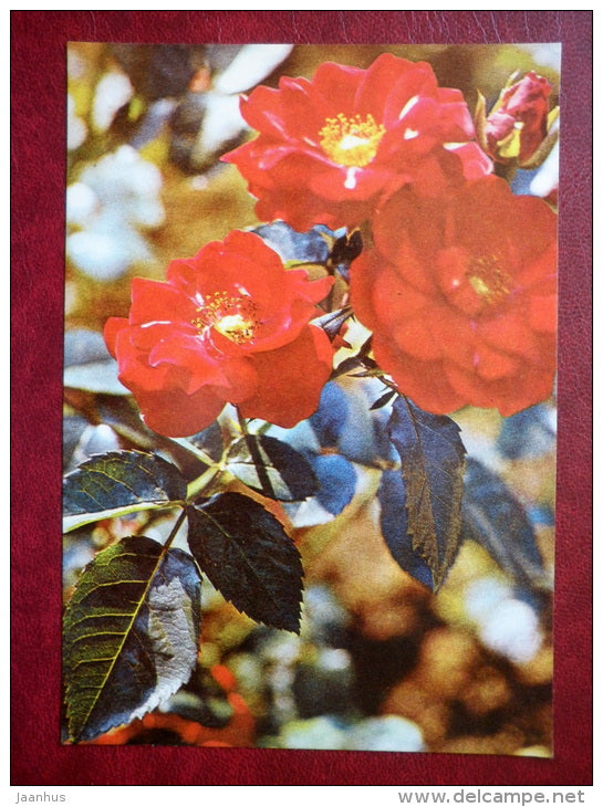 Rose hip - flowers - 1982 - Estonia USSR - unused - JH Postcards