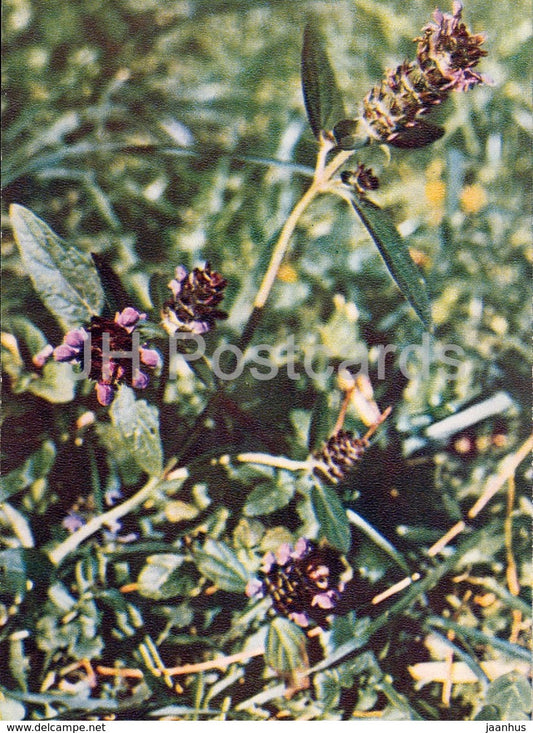 Heal-All - Prunella vulgaris - Wild Flowers - 1971 - Russia USSR - unused - JH Postcards