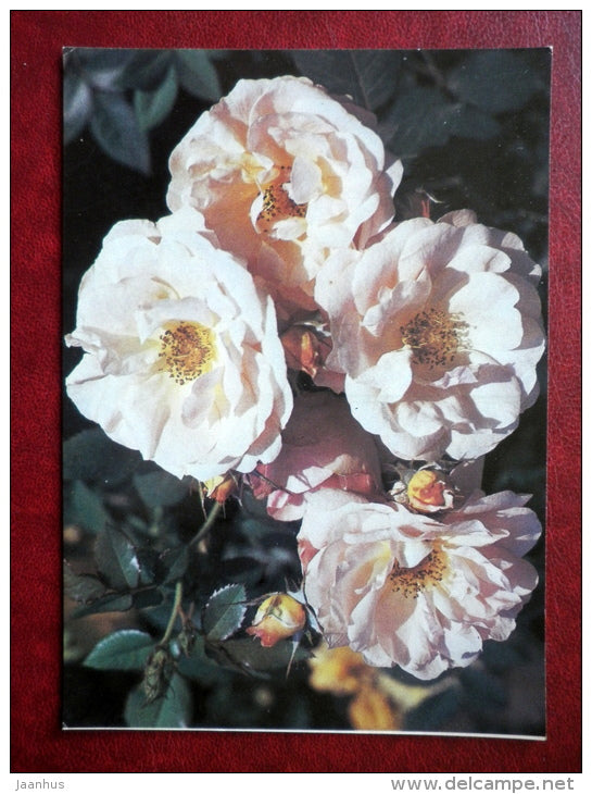 Greeting Card - white rose Nimfenburg - flowers - 1983 - Russia USSR - unused - JH Postcards