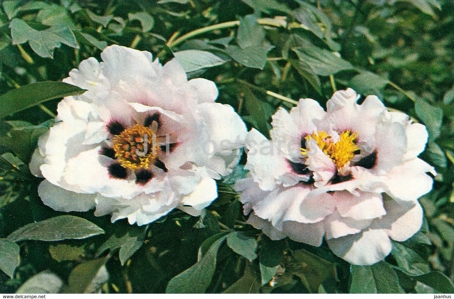 Firstborn - Peonies - flowers - 1977 - Russia USSR - unused - JH Postcards