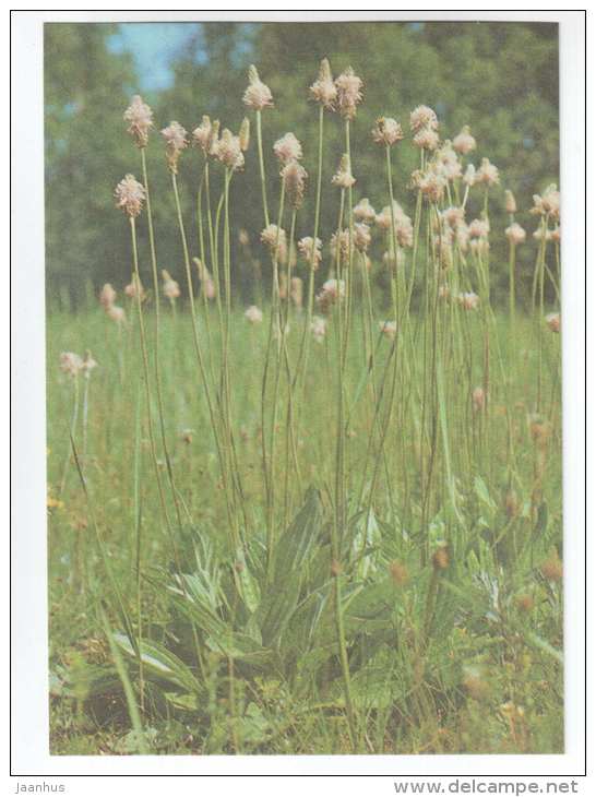 Hoary Plantain - Plantago media - Spring Flowers - 1986 - Estonia USSR - unused - JH Postcards