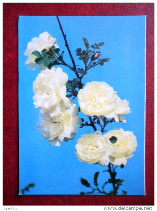 Greeting Card - rose White Scotch - flowers - 1983 - Russia USSR - unused - JH Postcards