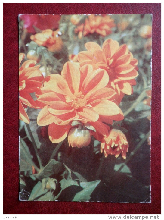 Greeting Card - Dahli cultorum - flowers - 1970 - Estonia USSR - used - JH Postcards