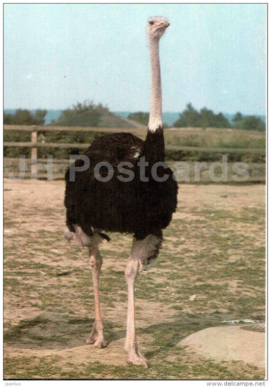 Ostrich - Struthio camelus - bird - Zoo Animals - Czehoslovakia - unused - JH Postcards