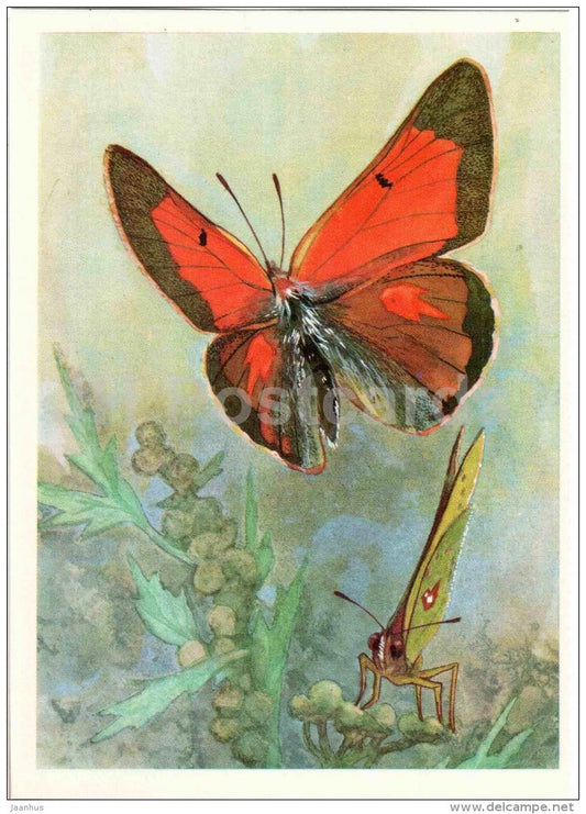 The Fiery Clouded Yellow - Colias eogene - butterfly - 1975 - Russia USSR - unused - JH Postcards