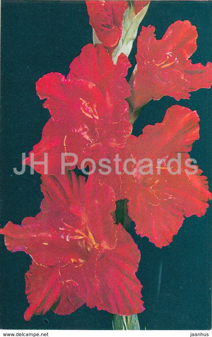 Fire Lace - Gladiolus - Flowers - 1974 - Russia USSR - unused - JH Postcards