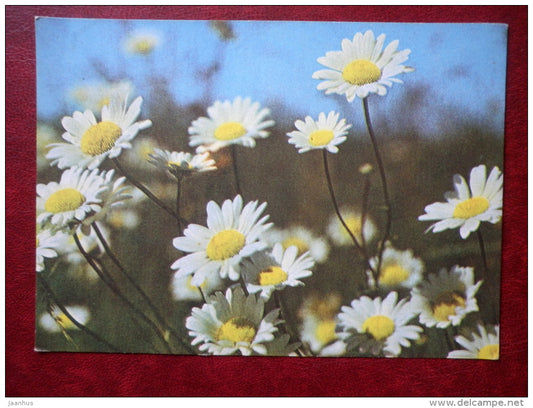 Greeting card - daisies - flowers - 1983 - Estonia USSR - used - JH Postcards