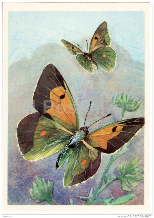 Colias wiskotti - butterfly - 1975 - Russia USSR - unused - JH Postcards