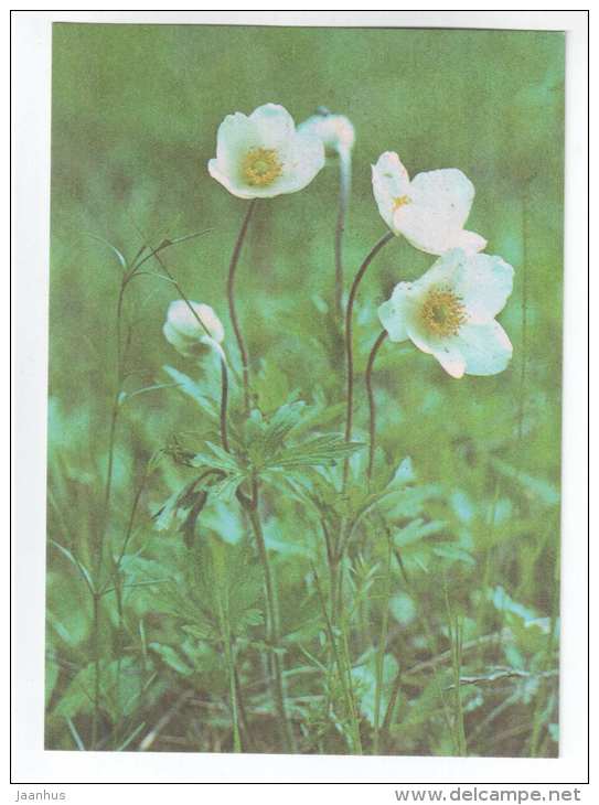 Snowdrop Anemone - Anemone sylvestris - Spring Flowers - 1986 - Estonia USSR - unused - JH Postcards