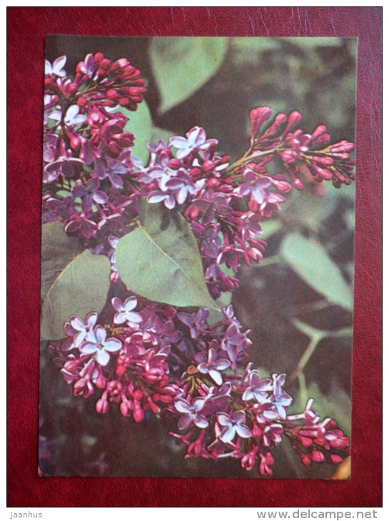 lilac - flowers - 1981 - Estonia USSR - unused - JH Postcards