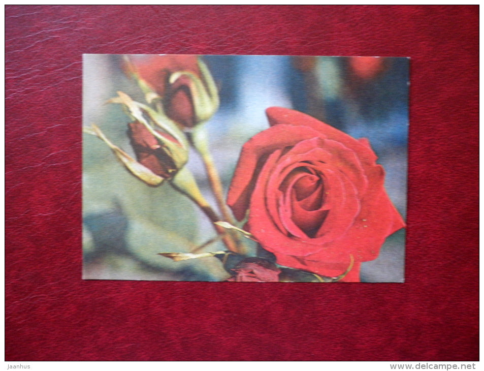 red roses - flowers - mini format card - 1981 - Estonia USSR - unused - JH Postcards