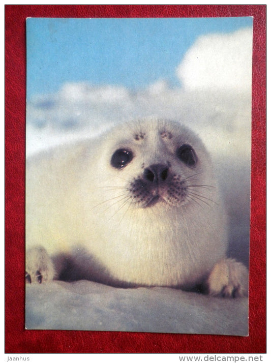 Seal - animals - 1985 - Russia USSR - unused - JH Postcards