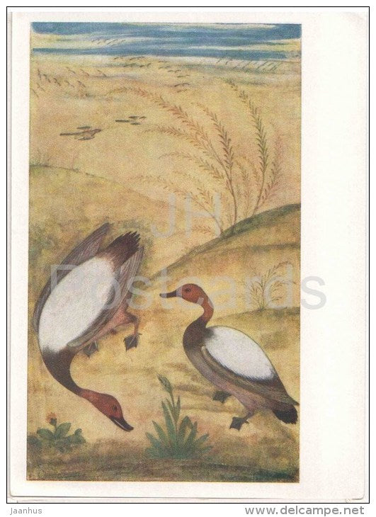 Ducks , Mughal School - Indian Miniature - India - 1957 - Russia USSR - unused - JH Postcards