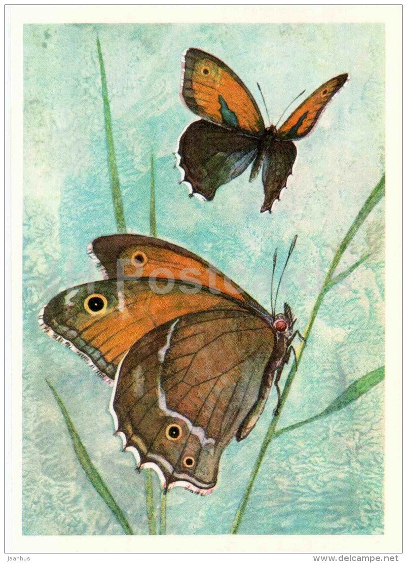 Epinephele davendra Moore - butterfly - 1975 - Russia USSR - unused - JH Postcards