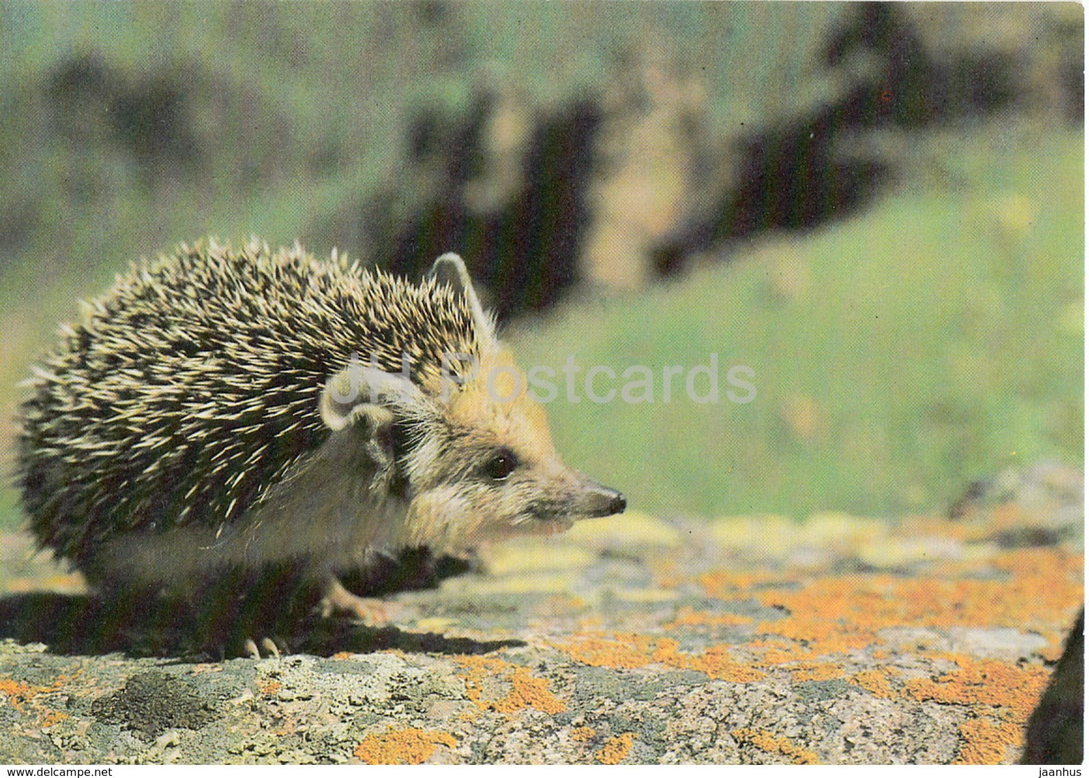 Hedgehog - animals - 1989 - Russia USSR - unused - JH Postcards