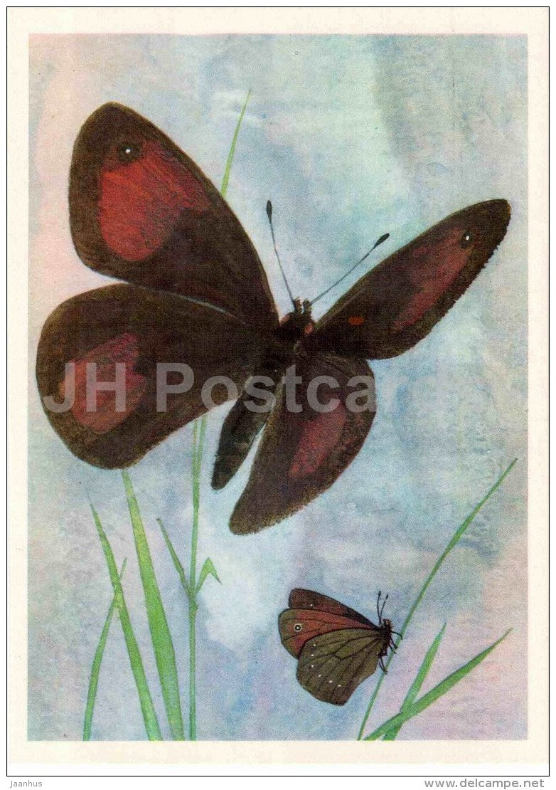 Erebia maracandica - butterfly - 1975 - Russia USSR - unused - JH Postcards