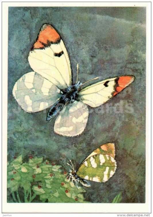 Zegris fausti - butterfly - 1975 - Russia USSR - unused - JH Postcards