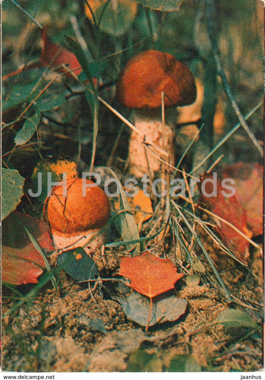 Aspen mushroom - Leccinum - Mushrooms - 1980 - Russia USSR - unused - JH Postcards