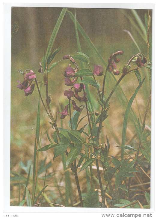 Spring Vetchling - Lathyrus vernus - Spring Flowers - 1986 - Estonia USSR - unused - JH Postcards