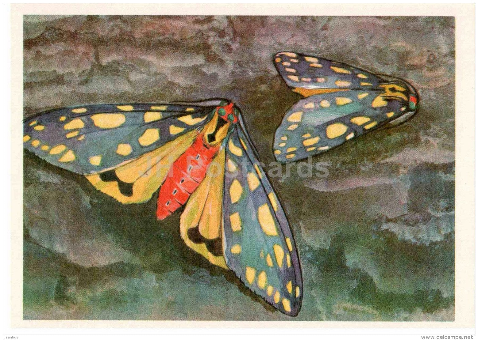 Callimorpha fedtschenkoi - butterfly - 1975 - Russia USSR - unused - JH Postcards