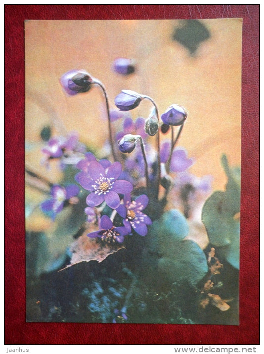 hepatica - flowers - 1981 - Estonia USSR - used - JH Postcards