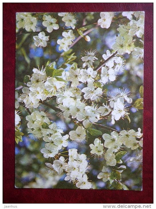 damson blossom - flowers - 1980 - Estonia USSR - unused - JH Postcards