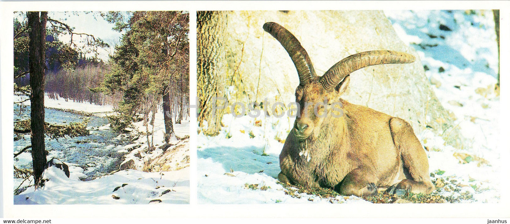 Teberda Nature Reserve - Auroch - animals - 1982 - Russia USSR - unused - JH Postcards